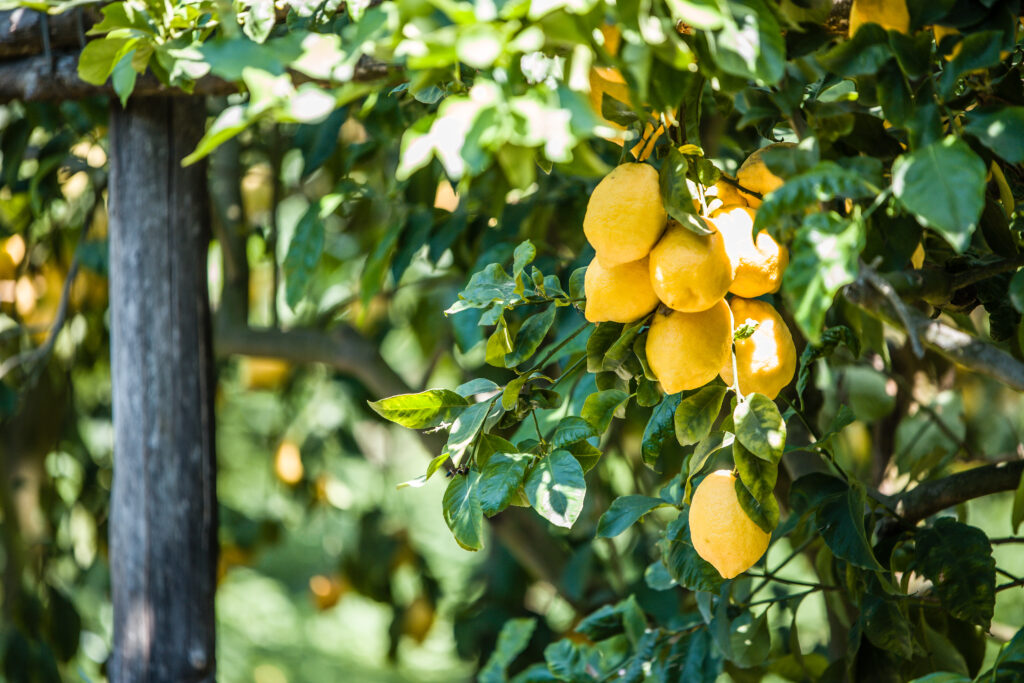 Limoni per il limoncello sapori di Massa Lubrense