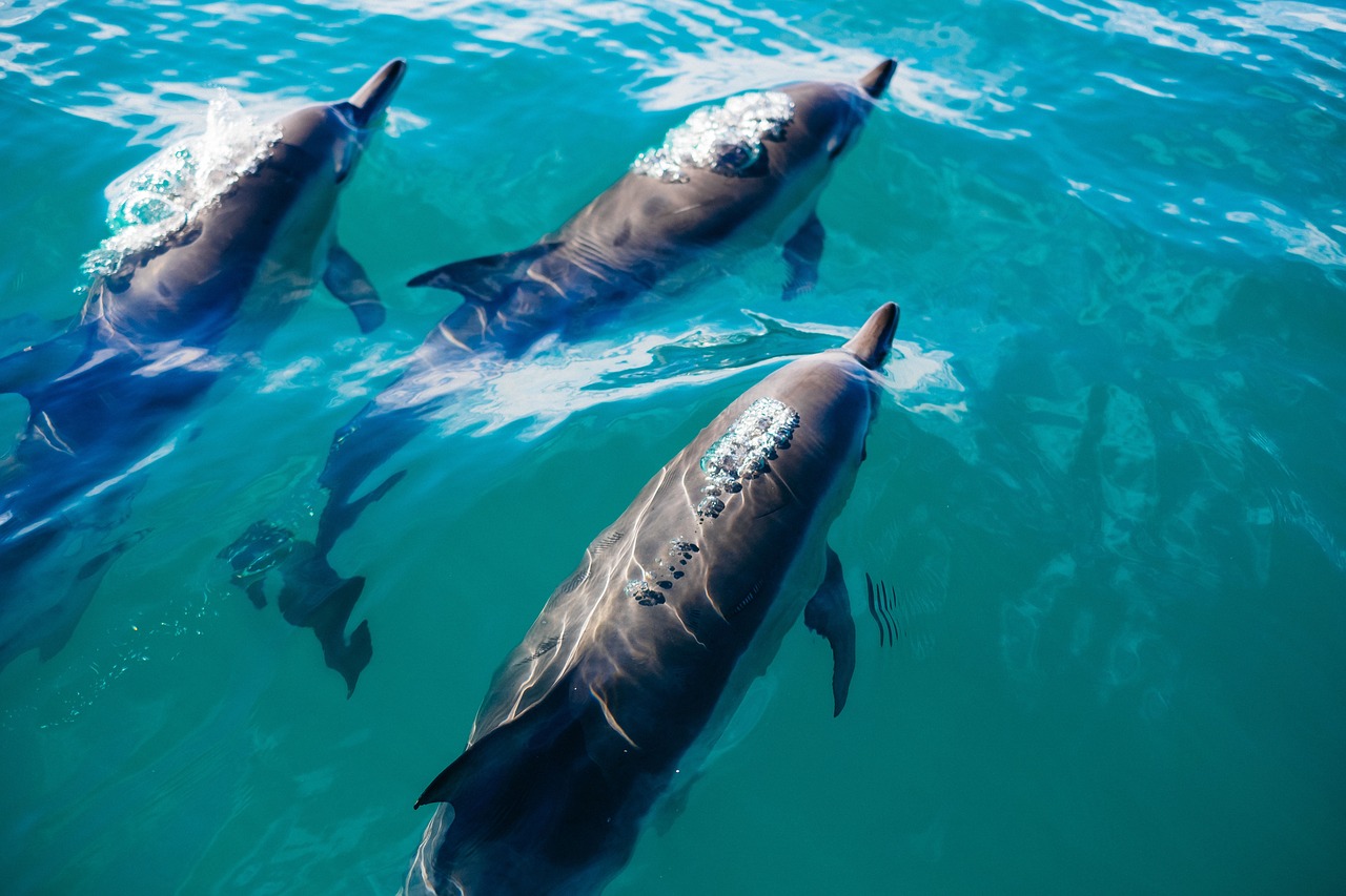 I delfini a Massa Lubrense